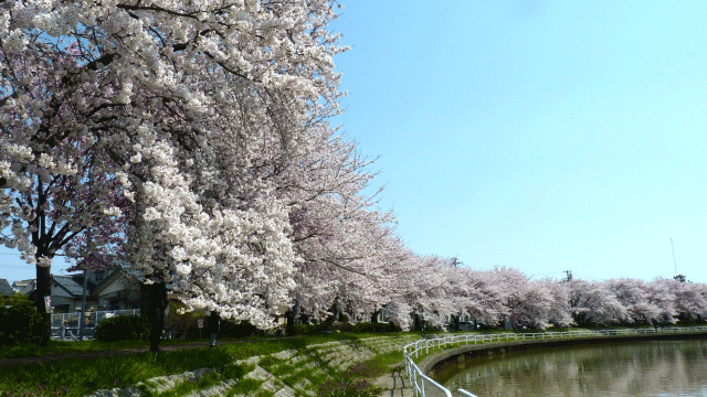 新潟市の風景