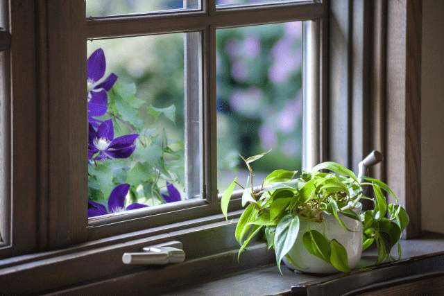 窓辺の鉢植え