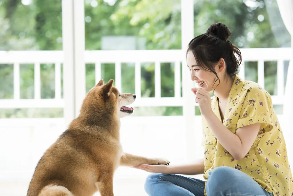 二重窓（内窓）がペットのいる暮らしを快適に｜わんちゃんの無駄